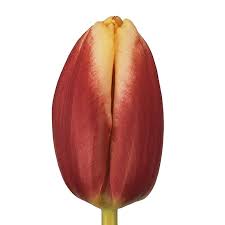 red cream UK Norfolk tulip for florists online wholesale supplier 