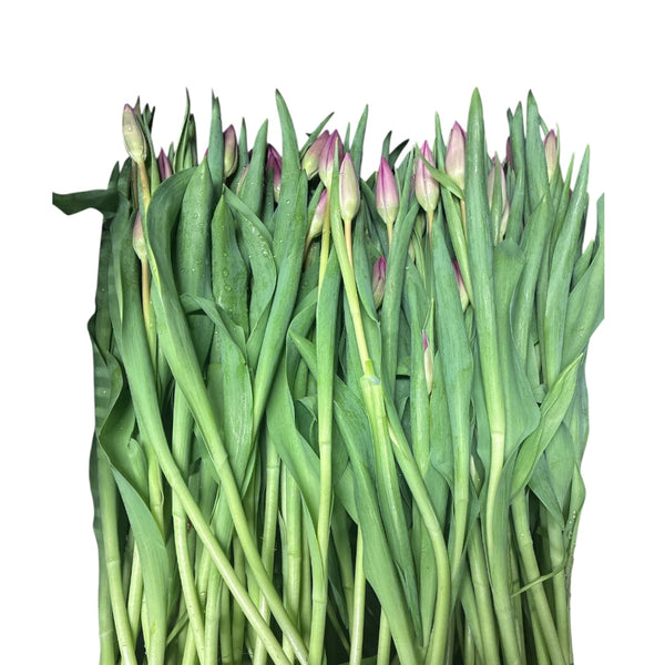 Huntsville pink tulips on the bulb, UK-grown sustainable tulips for floristry, pack of 10 with elegant mid-pink petals