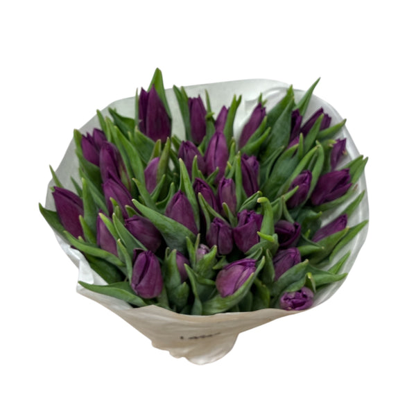 Bouquet of purple tulips in a clear vase on a white background