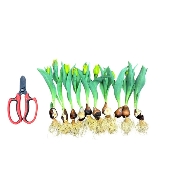 Set of tulip bulbs with roots and a pair of scissors on a white background