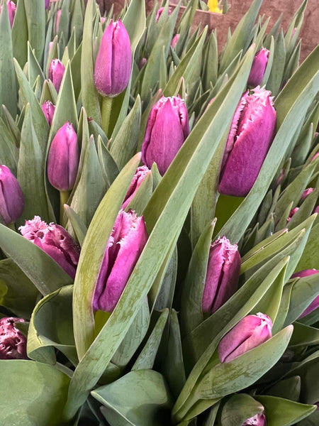 Frilly purple San Martin tulip stems, pack of 40, ideal for wedding bouquets, seasonal displays, and eco-friendly flower arrangements