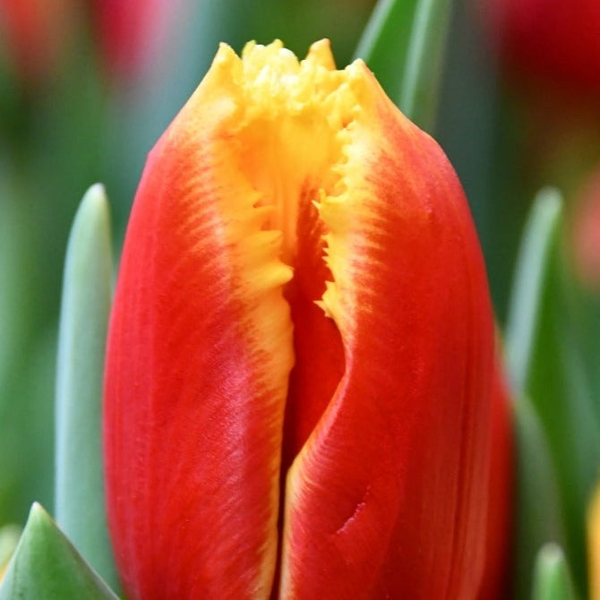 bicolour tulips online UK wholesale