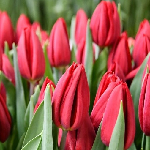 red sustainable tulips 