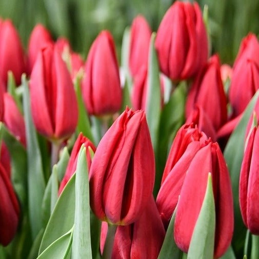 Tulip - Red STRONG LOVE- Bundle of 50 stems