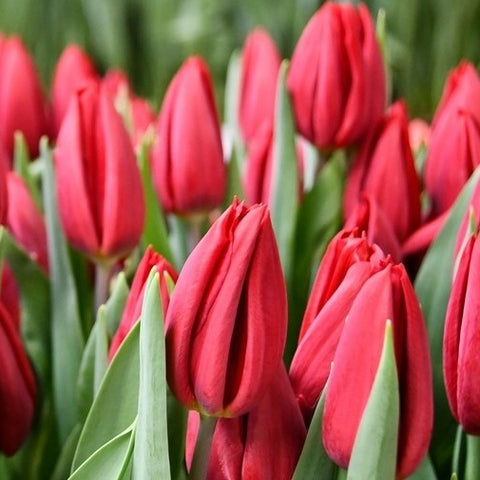 Tulip - Red - Bundle of 50 stems