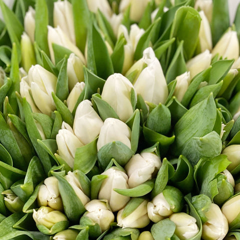 Tulip - Royal Virgin - Bundle of 40 stems - Southern Hemisphere