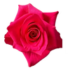 IMPORT ROSE - VIP - cerise x 10 stems