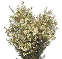 israel buy import waxflower online