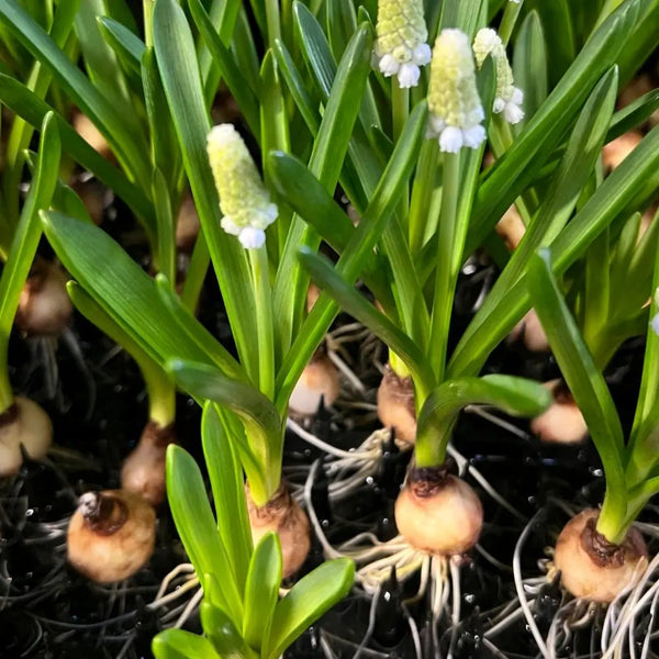 White muscari on the bulb with flowers growing in soil
