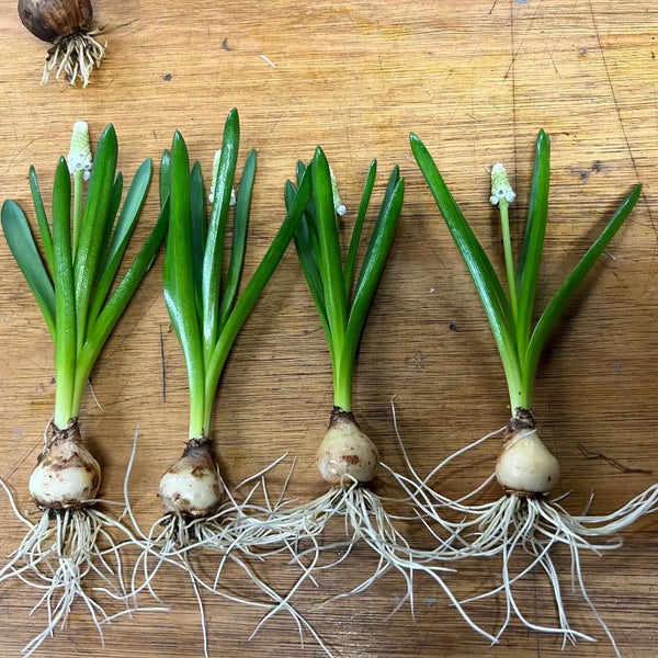 Five white muscari on the bulb on a wooden surface being prepped for delivery