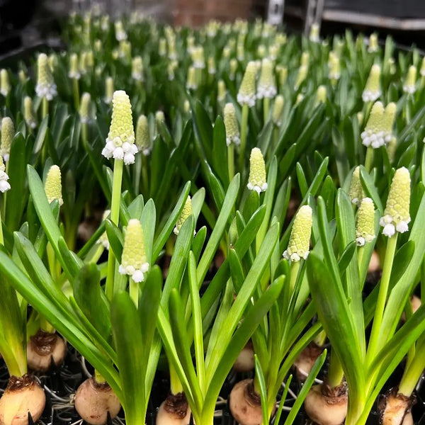 White muscari on the bulb in a garden setting.