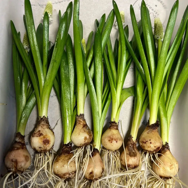 White muscari on the bulb laid out and ready to pack for delivery