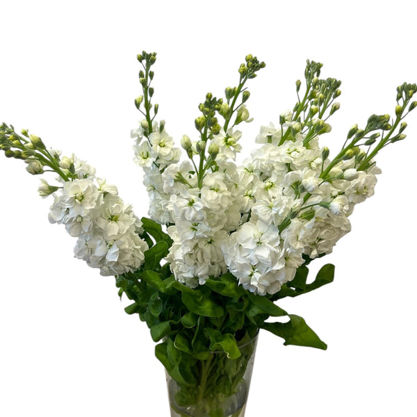 A tall, elegant bunch of white Premium Grade scented stocks with densely packed, ruffled florets and fresh green stems.