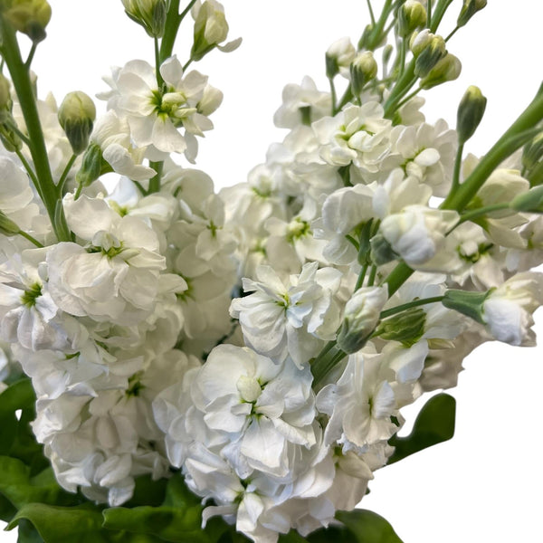 Close-up of pristine white scented stock blossoms, highlighting the velvety texture and intricate, multi-petaled structure.