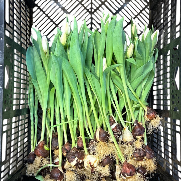 Bulbs with green shoots in a black plastic crate