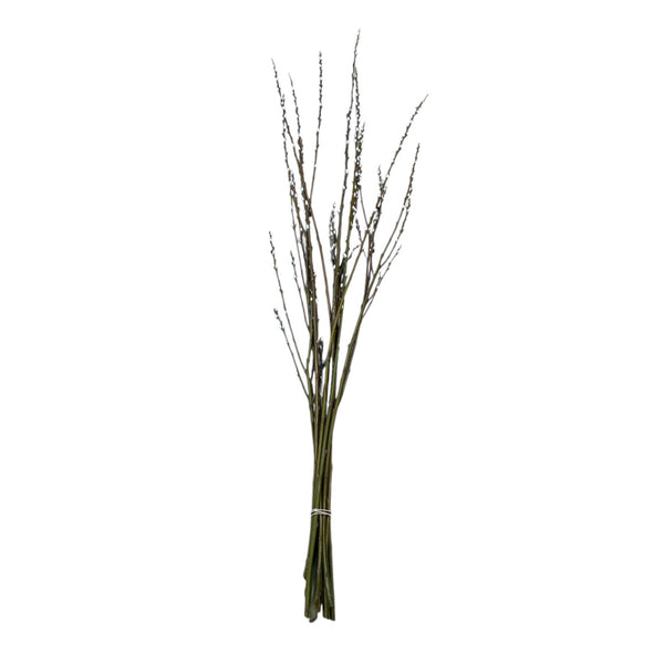 Bunch of dried branches on a white background