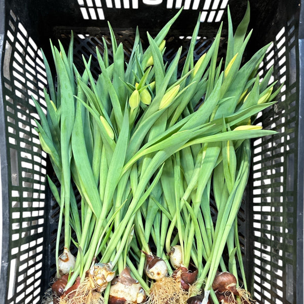Green onion plants in a black plastic crate