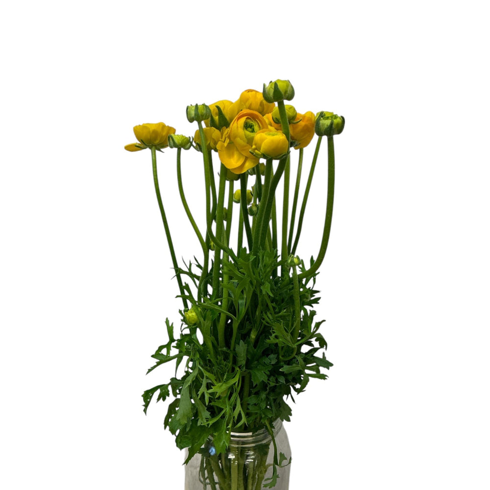 Premium Ranunculus Ranunculus PREMIUM - Yellow x 10 stems – British Flowers direct by ...