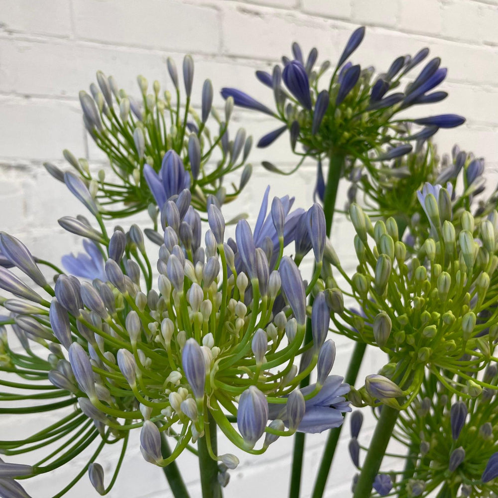 blue british blooms for sale online