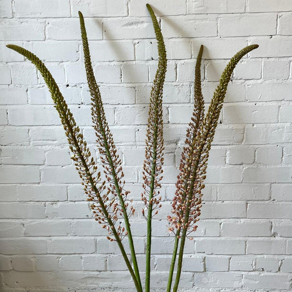 Eremurus PREMIUM - Foxtail - 5 stems