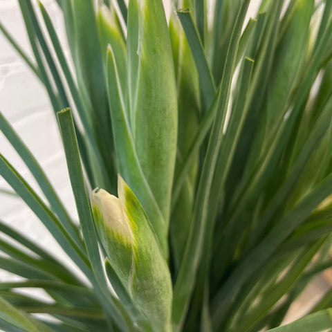 British Grown Iris White 'Alaska' Bundle of 25 stems (35p)