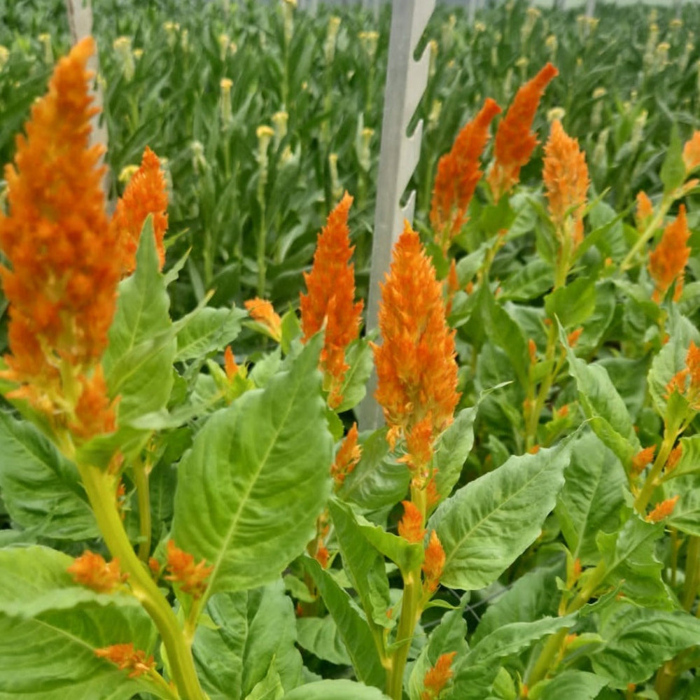 celosia growing in lincolnshire UK