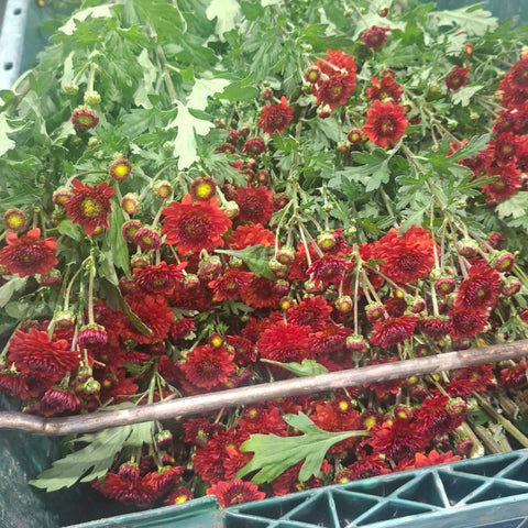 Close-up of Norfolk-grown red chrysanthemums with strong stems and full blooms, ideal for sustainable wholesale floristry and festive arrangements