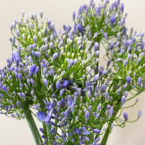 Agapanthus - Blue 85cm 10 stems
