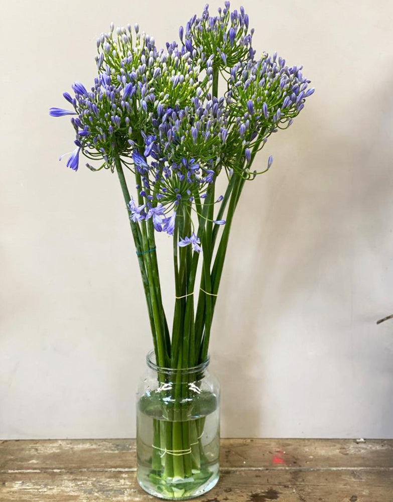 spalding florist wholesale agapanthus blue now