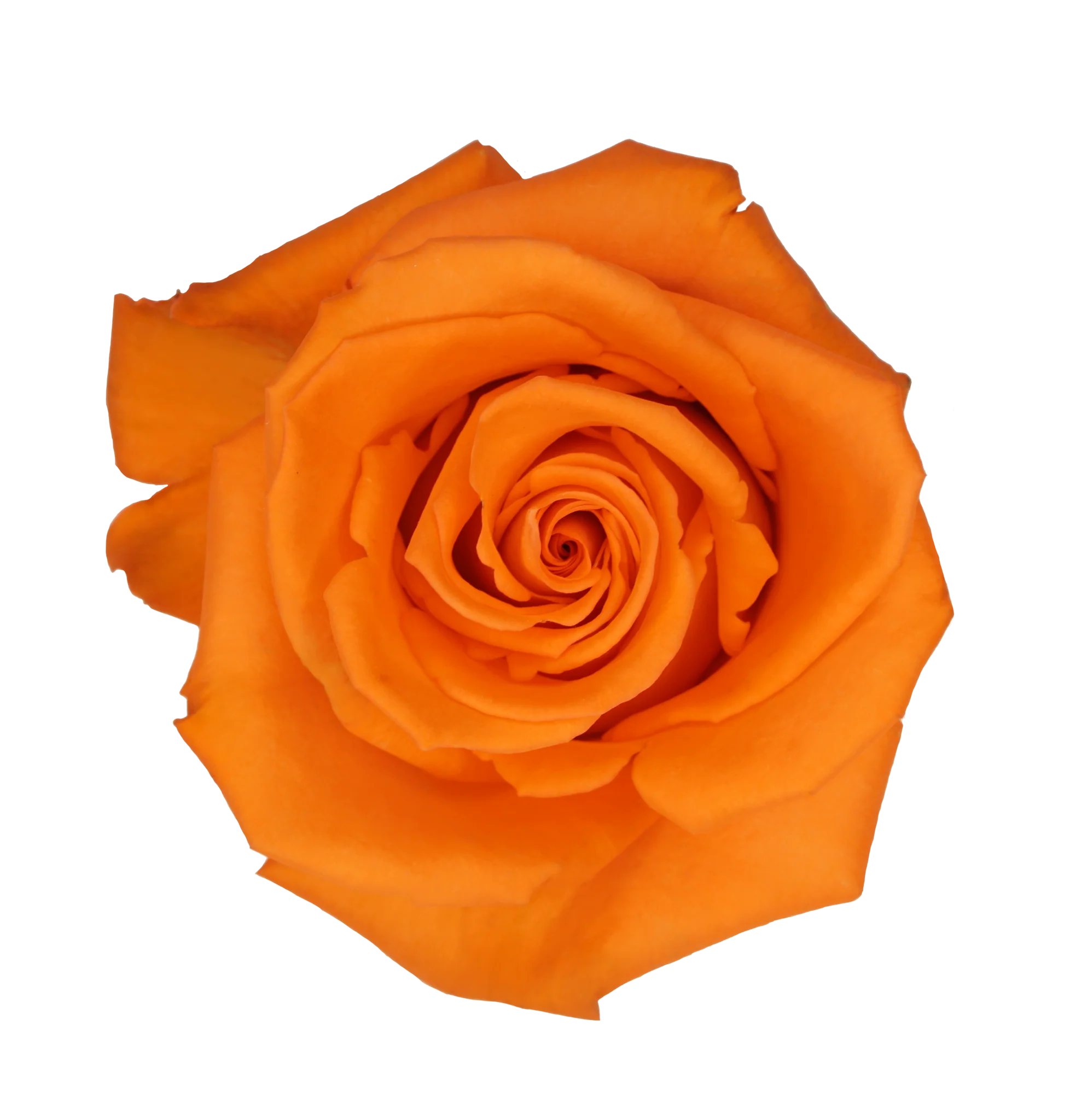 IMPORT ROSE - Large Headed Orange Alive 60cm x 10 stems - British ...