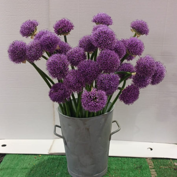 purple allium 10 stems wholesale