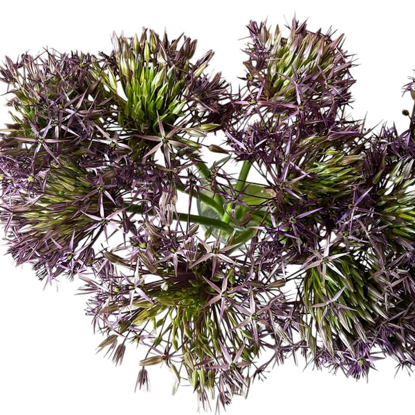 Detailed close up of Allium Christophii showing spherical cluster of purple flowers