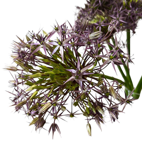 Allium - PURPLE Christophii 60cm - 10 stems