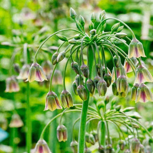 Allium siculum (syn. Nectaroscordum)- Sicilian Honey Garlic - 10 stems