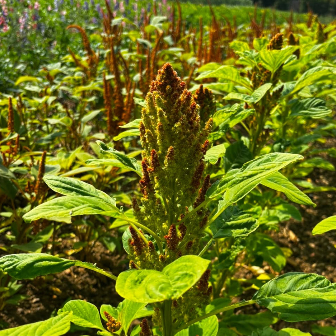 Full-length view of a fresh-cut Autumn Touch Amaranthus stem, displaying its impressive height, thick stalk, and unique straight-to-semi-hanging architectural form.