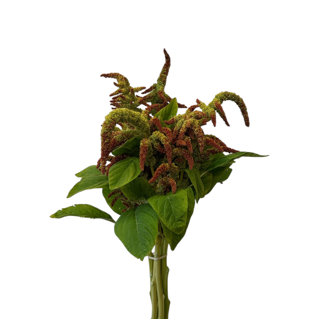 Macro close-up shot of the intricate, velvety chenille-like flower texture and buds of a bi-colour green and biscuit Autumn Touch Amaranthus stem.