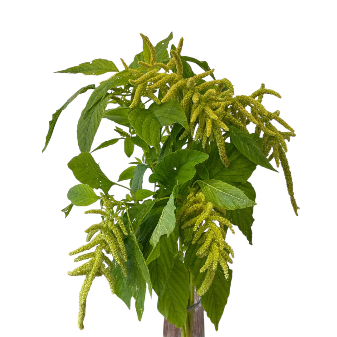 A 5-stem wrap of UK grown Hanging Green Amaranthus displaying long cascading green tassels.