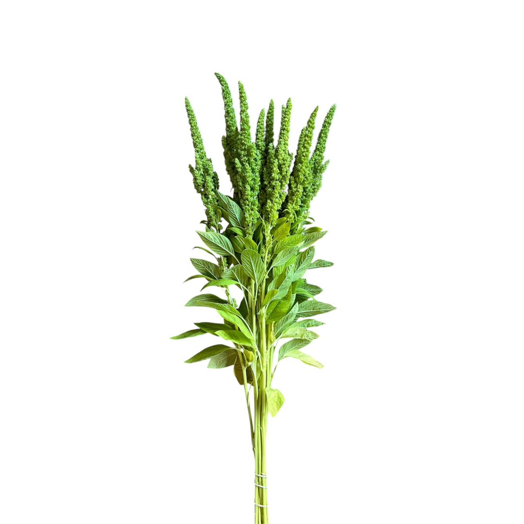Detailed close-up shot of the textured, vibrant green upright flower spike of Amaranthus Tom Thumb.