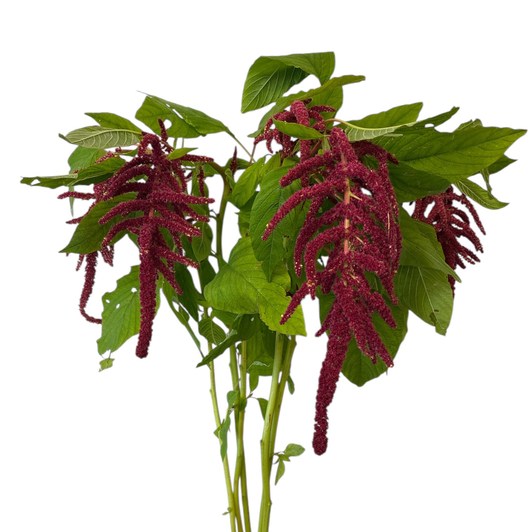 Bunch of 5 stems of hanging red amaranthus showing full trailing length