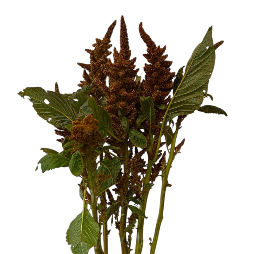 A detailed macro close-up of the velvety, dense biscuit-coloured flower plumes of a Hot Biscuit Amaranthus stem.