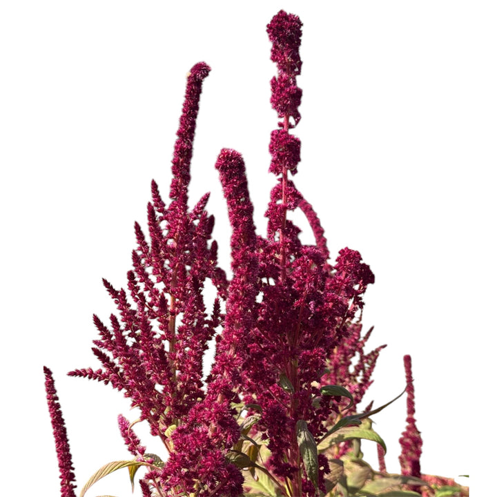 Close-up view of the velvety texture and deep red colour of an upright Amaranthus Oescharberg flower head.