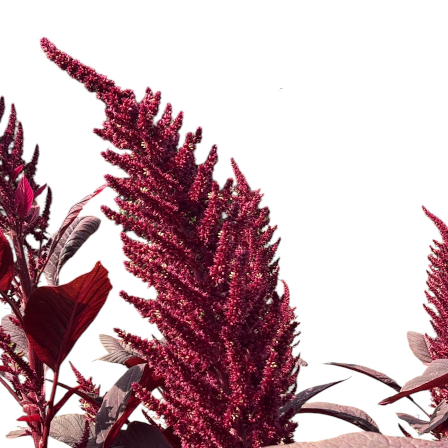 Single stem of British grown upright red Amaranthus showing natural length, stem structure, and dark foliage.