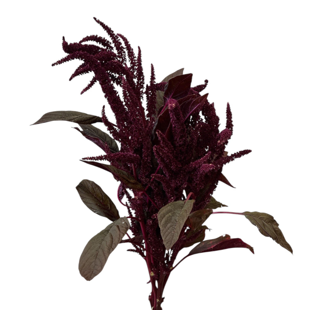 A single full-length stem of Red Upright Amaranthus, highlighting its architectural height, thick green-purple stalk, and generous, soft-headed crimson flower crown.