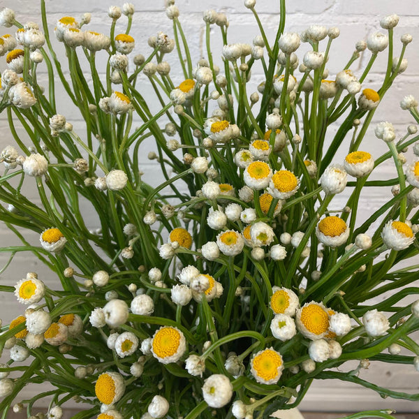 Long 60cm fresh stems of Ammobium alatum paper daisies being prepared for fresh florist use or hanging to dry.