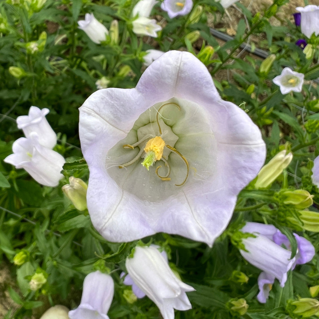 A detailed close-up of a single lavender Campanula flower growing on its stem in a sunny British field.