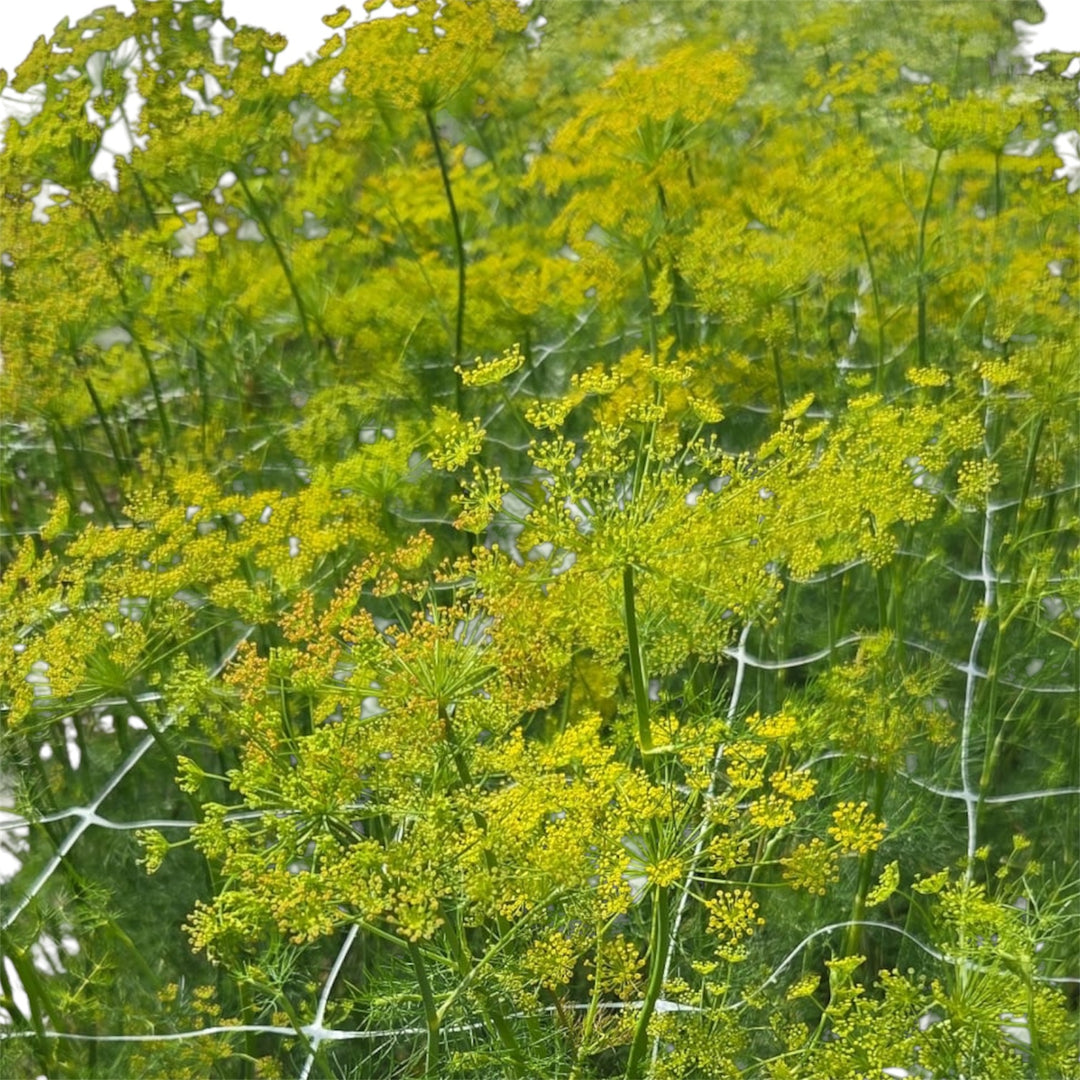 A crisp close-up of a golden-yellow Dill flower head, showcasing the umbrella-shaped cluster layout of its delicate tiny blossoms.