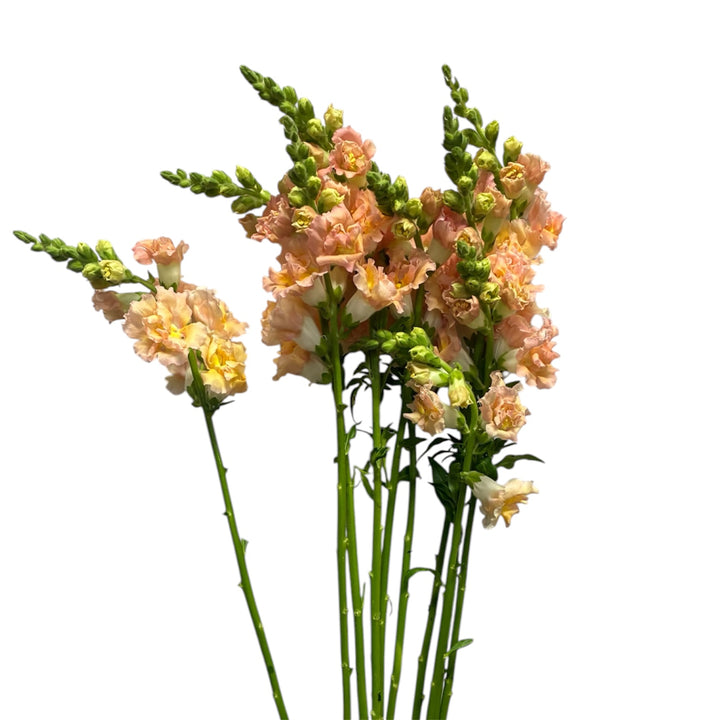 A fresh wholesale bunch of 10 UK-grown peach Antirrhinum Snapstar Champagne stems showing straight 65cm stalks and tight upper buds.