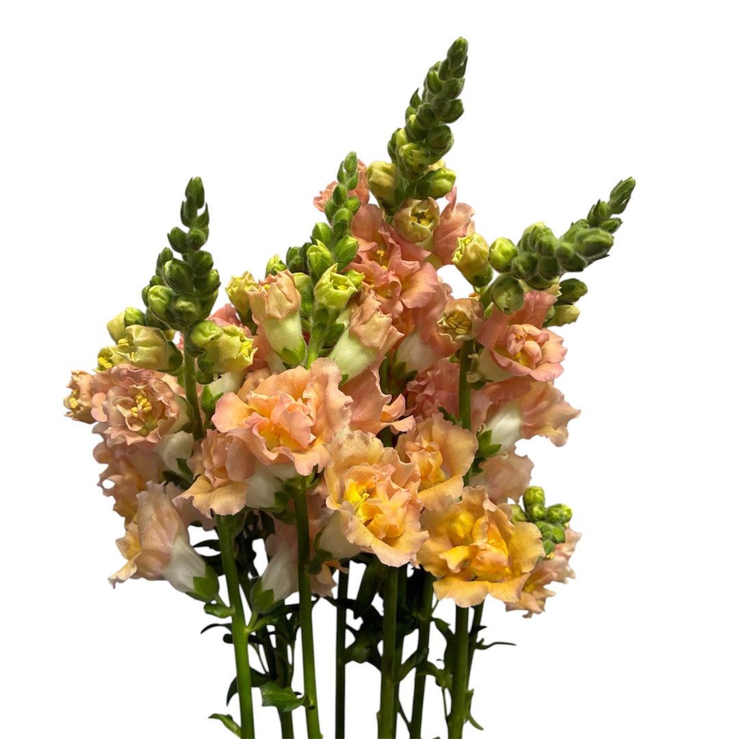 Detailed close-up photo of soft peach-champagne florets blooming along a 65cm Antirrhinum Snapstar stem.
