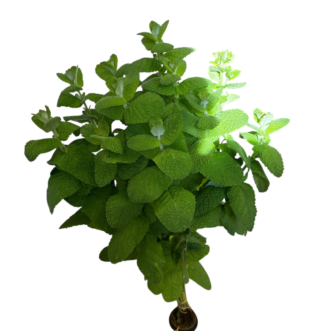 British Apple Mint leaves, showing the round shape, toothed edges, and fine, woolly hairs on the bright green surface