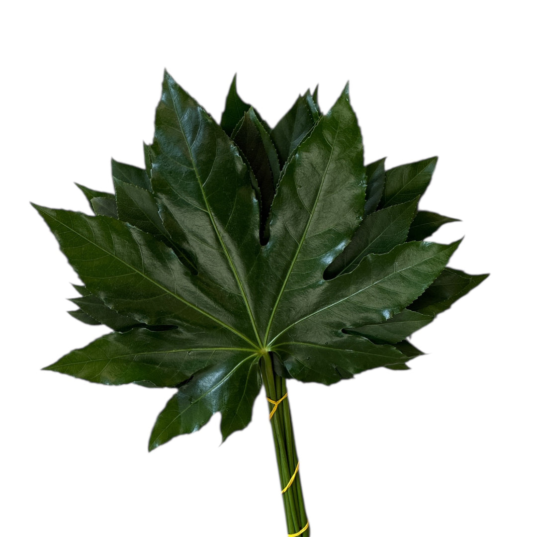 Close-up shot of the glossy, star-shaped green structure of a medium Aralia leaf.